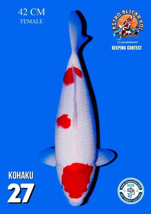 Lelang Koi Online, Jual Beli Ikan Koi, Pusat Jual Beli Koi, Info Lelang Koi Hari Ini, Platform Jual Beli Koi, Jual Beli Ikan Koi Online, Marketplace Ikan Koi, Jual Koi Terbaik, Tempat Beli Koi Berkualitas, Pasar Ikan Koi Online Terpercaya, Penjual Ikan Koi Terpercaya, Beli Koi Hias Online, Ikan Koi untuk Dijual, Koi Kualitas Terbaik, Toko Online Ikan Koi, Koi Hias Untuk Dijual, Jual Beli Ikan Koi Lokal, Koi Indonesia Online, Pusat Jual Beli Koi Terbesar