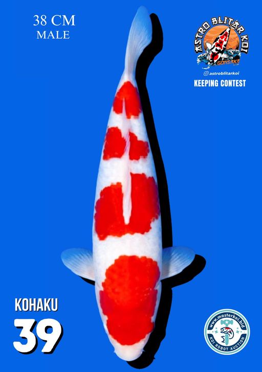 Lelang Koi Online, Jual Beli Ikan Koi, Pusat Jual Beli Koi, Info Lelang Koi Hari Ini, Platform Jual Beli Koi, Jual Beli Ikan Koi Online, Marketplace Ikan Koi, Jual Koi Terbaik, Tempat Beli Koi Berkualitas, Pasar Ikan Koi Online Terpercaya, Penjual Ikan Koi Terpercaya, Beli Koi Hias Online, Ikan Koi untuk Dijual, Koi Kualitas Terbaik, Toko Online Ikan Koi, Koi Hias Untuk Dijual, Jual Beli Ikan Koi Lokal, Koi Indonesia Online, Pusat Jual Beli Koi Terbesar
