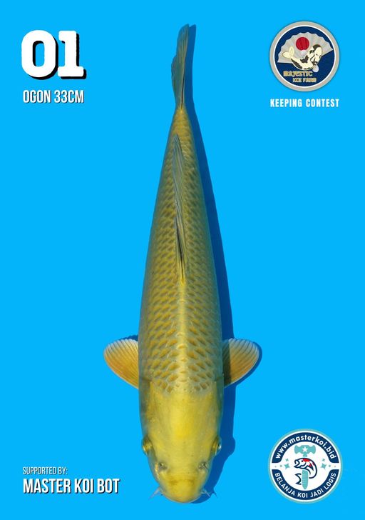 Lelang Koi Online, Jual Beli Ikan Koi, Pusat Jual Beli Koi, Info Lelang Koi Hari Ini, Platform Jual Beli Koi, Jual Beli Ikan Koi Online, Marketplace Ikan Koi, Jual Koi Terbaik, Tempat Beli Koi Berkualitas, Pasar Ikan Koi Online Terpercaya, Penjual Ikan Koi Terpercaya, Beli Koi Hias Online, Ikan Koi untuk Dijual, Koi Kualitas Terbaik, Toko Online Ikan Koi, Koi Hias Untuk Dijual, Jual Beli Ikan Koi Lokal, Koi Indonesia Online, Pusat Jual Beli Koi Terbesar