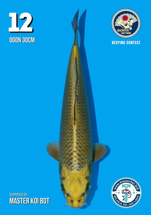 Lelang Koi Online, Jual Beli Ikan Koi, Pusat Jual Beli Koi, Info Lelang Koi Hari Ini, Platform Jual Beli Koi, Jual Beli Ikan Koi Online, Marketplace Ikan Koi, Jual Koi Terbaik, Tempat Beli Koi Berkualitas, Pasar Ikan Koi Online Terpercaya, Penjual Ikan Koi Terpercaya, Beli Koi Hias Online, Ikan Koi untuk Dijual, Koi Kualitas Terbaik, Toko Online Ikan Koi, Koi Hias Untuk Dijual, Jual Beli Ikan Koi Lokal, Koi Indonesia Online, Pusat Jual Beli Koi Terbesar