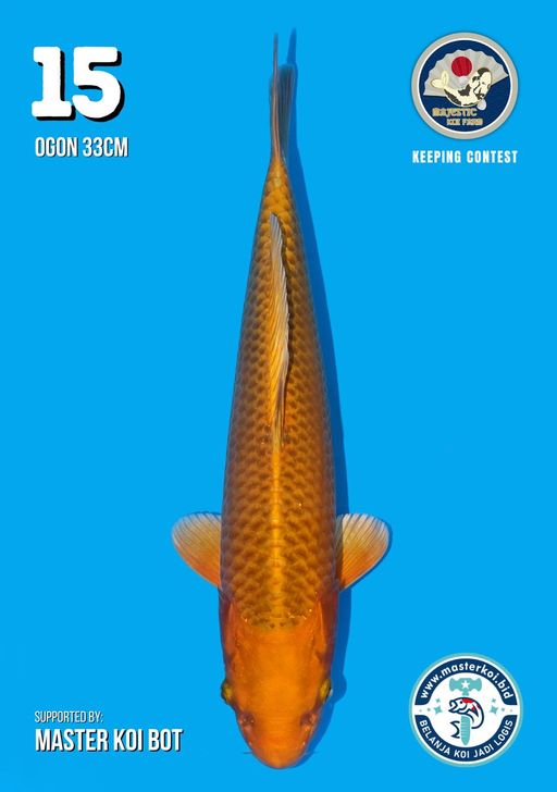 Lelang Koi Online, Jual Beli Ikan Koi, Pusat Jual Beli Koi, Info Lelang Koi Hari Ini, Platform Jual Beli Koi, Jual Beli Ikan Koi Online, Marketplace Ikan Koi, Jual Koi Terbaik, Tempat Beli Koi Berkualitas, Pasar Ikan Koi Online Terpercaya, Penjual Ikan Koi Terpercaya, Beli Koi Hias Online, Ikan Koi untuk Dijual, Koi Kualitas Terbaik, Toko Online Ikan Koi, Koi Hias Untuk Dijual, Jual Beli Ikan Koi Lokal, Koi Indonesia Online, Pusat Jual Beli Koi Terbesar