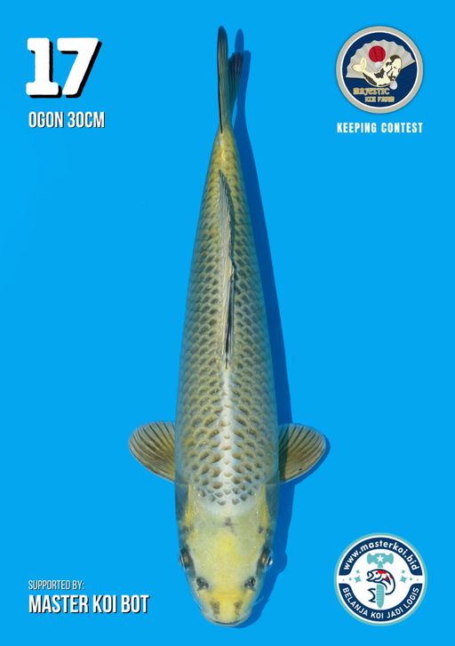 Lelang Koi Online, Jual Beli Ikan Koi, Pusat Jual Beli Koi, Info Lelang Koi Hari Ini, Platform Jual Beli Koi, Jual Beli Ikan Koi Online, Marketplace Ikan Koi, Jual Koi Terbaik, Tempat Beli Koi Berkualitas, Pasar Ikan Koi Online Terpercaya, Penjual Ikan Koi Terpercaya, Beli Koi Hias Online, Ikan Koi untuk Dijual, Koi Kualitas Terbaik, Toko Online Ikan Koi, Koi Hias Untuk Dijual, Jual Beli Ikan Koi Lokal, Koi Indonesia Online, Pusat Jual Beli Koi Terbesar