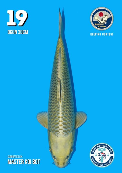 Lelang Koi Online, Jual Beli Ikan Koi, Pusat Jual Beli Koi, Info Lelang Koi Hari Ini, Platform Jual Beli Koi, Jual Beli Ikan Koi Online, Marketplace Ikan Koi, Jual Koi Terbaik, Tempat Beli Koi Berkualitas, Pasar Ikan Koi Online Terpercaya, Penjual Ikan Koi Terpercaya, Beli Koi Hias Online, Ikan Koi untuk Dijual, Koi Kualitas Terbaik, Toko Online Ikan Koi, Koi Hias Untuk Dijual, Jual Beli Ikan Koi Lokal, Koi Indonesia Online, Pusat Jual Beli Koi Terbesar