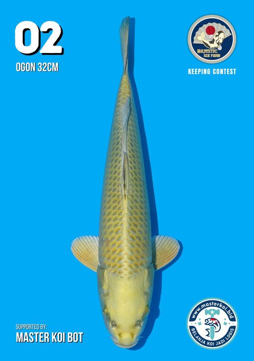 Lelang Koi Online, Jual Beli Ikan Koi, Pusat Jual Beli Koi, Info Lelang Koi Hari Ini, Platform Jual Beli Koi, Jual Beli Ikan Koi Online, Marketplace Ikan Koi, Jual Koi Terbaik, Tempat Beli Koi Berkualitas, Pasar Ikan Koi Online Terpercaya, Penjual Ikan Koi Terpercaya, Beli Koi Hias Online, Ikan Koi untuk Dijual, Koi Kualitas Terbaik, Toko Online Ikan Koi, Koi Hias Untuk Dijual, Jual Beli Ikan Koi Lokal, Koi Indonesia Online, Pusat Jual Beli Koi Terbesar