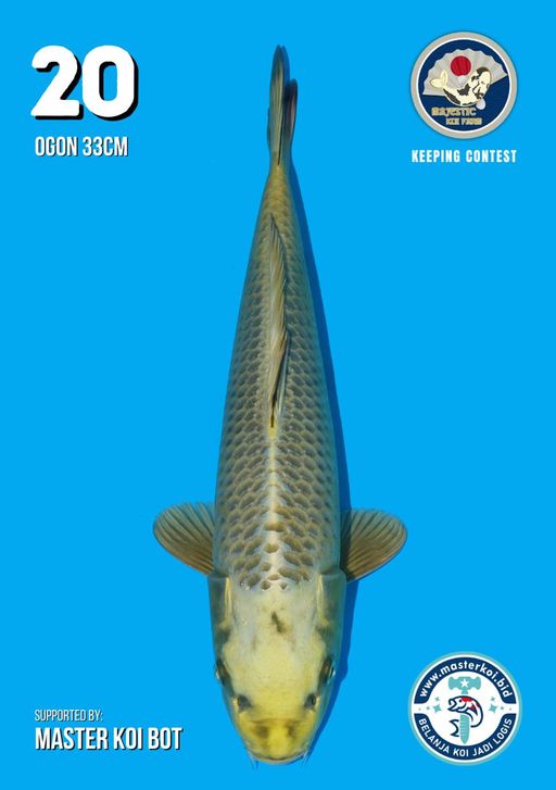 Lelang Koi Online, Jual Beli Ikan Koi, Pusat Jual Beli Koi, Info Lelang Koi Hari Ini, Platform Jual Beli Koi, Jual Beli Ikan Koi Online, Marketplace Ikan Koi, Jual Koi Terbaik, Tempat Beli Koi Berkualitas, Pasar Ikan Koi Online Terpercaya, Penjual Ikan Koi Terpercaya, Beli Koi Hias Online, Ikan Koi untuk Dijual, Koi Kualitas Terbaik, Toko Online Ikan Koi, Koi Hias Untuk Dijual, Jual Beli Ikan Koi Lokal, Koi Indonesia Online, Pusat Jual Beli Koi Terbesar