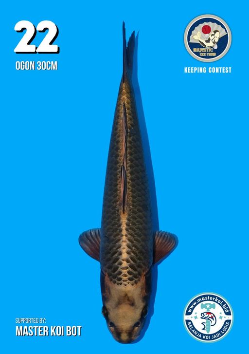 Lelang Koi Online, Jual Beli Ikan Koi, Pusat Jual Beli Koi, Info Lelang Koi Hari Ini, Platform Jual Beli Koi, Jual Beli Ikan Koi Online, Marketplace Ikan Koi, Jual Koi Terbaik, Tempat Beli Koi Berkualitas, Pasar Ikan Koi Online Terpercaya, Penjual Ikan Koi Terpercaya, Beli Koi Hias Online, Ikan Koi untuk Dijual, Koi Kualitas Terbaik, Toko Online Ikan Koi, Koi Hias Untuk Dijual, Jual Beli Ikan Koi Lokal, Koi Indonesia Online, Pusat Jual Beli Koi Terbesar