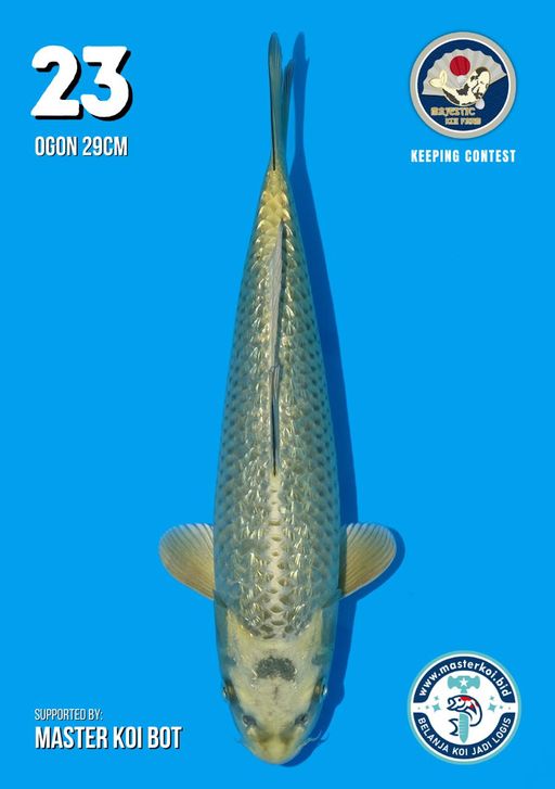 Lelang Koi Online, Jual Beli Ikan Koi, Pusat Jual Beli Koi, Info Lelang Koi Hari Ini, Platform Jual Beli Koi, Jual Beli Ikan Koi Online, Marketplace Ikan Koi, Jual Koi Terbaik, Tempat Beli Koi Berkualitas, Pasar Ikan Koi Online Terpercaya, Penjual Ikan Koi Terpercaya, Beli Koi Hias Online, Ikan Koi untuk Dijual, Koi Kualitas Terbaik, Toko Online Ikan Koi, Koi Hias Untuk Dijual, Jual Beli Ikan Koi Lokal, Koi Indonesia Online, Pusat Jual Beli Koi Terbesar