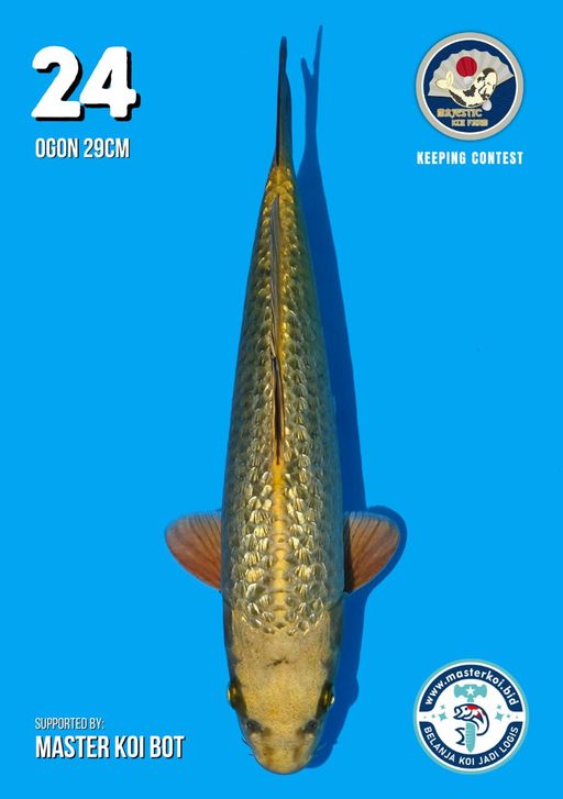 Lelang Koi Online, Jual Beli Ikan Koi, Pusat Jual Beli Koi, Info Lelang Koi Hari Ini, Platform Jual Beli Koi, Jual Beli Ikan Koi Online, Marketplace Ikan Koi, Jual Koi Terbaik, Tempat Beli Koi Berkualitas, Pasar Ikan Koi Online Terpercaya, Penjual Ikan Koi Terpercaya, Beli Koi Hias Online, Ikan Koi untuk Dijual, Koi Kualitas Terbaik, Toko Online Ikan Koi, Koi Hias Untuk Dijual, Jual Beli Ikan Koi Lokal, Koi Indonesia Online, Pusat Jual Beli Koi Terbesar