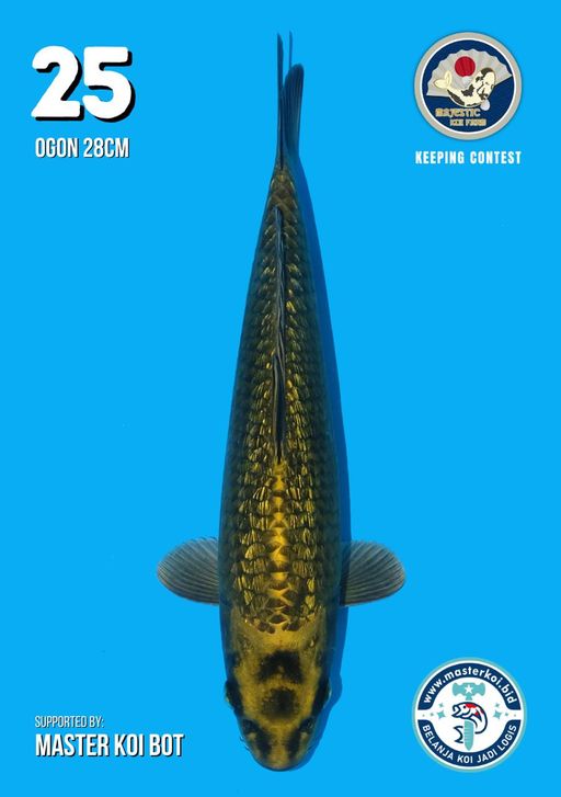 Lelang Koi Online, Jual Beli Ikan Koi, Pusat Jual Beli Koi, Info Lelang Koi Hari Ini, Platform Jual Beli Koi, Jual Beli Ikan Koi Online, Marketplace Ikan Koi, Jual Koi Terbaik, Tempat Beli Koi Berkualitas, Pasar Ikan Koi Online Terpercaya, Penjual Ikan Koi Terpercaya, Beli Koi Hias Online, Ikan Koi untuk Dijual, Koi Kualitas Terbaik, Toko Online Ikan Koi, Koi Hias Untuk Dijual, Jual Beli Ikan Koi Lokal, Koi Indonesia Online, Pusat Jual Beli Koi Terbesar