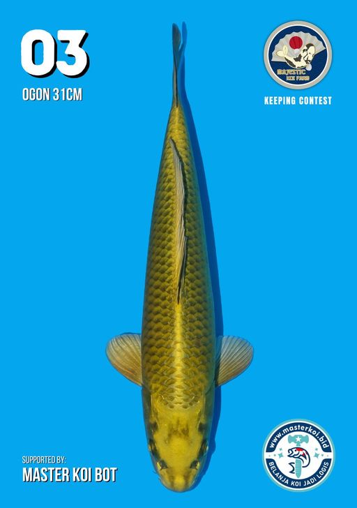 Lelang Koi Online, Jual Beli Ikan Koi, Pusat Jual Beli Koi, Info Lelang Koi Hari Ini, Platform Jual Beli Koi, Jual Beli Ikan Koi Online, Marketplace Ikan Koi, Jual Koi Terbaik, Tempat Beli Koi Berkualitas, Pasar Ikan Koi Online Terpercaya, Penjual Ikan Koi Terpercaya, Beli Koi Hias Online, Ikan Koi untuk Dijual, Koi Kualitas Terbaik, Toko Online Ikan Koi, Koi Hias Untuk Dijual, Jual Beli Ikan Koi Lokal, Koi Indonesia Online, Pusat Jual Beli Koi Terbesar