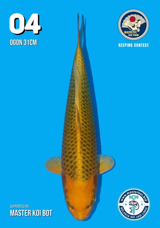 Lelang Koi Online, Jual Beli Ikan Koi, Pusat Jual Beli Koi, Info Lelang Koi Hari Ini, Platform Jual Beli Koi, Jual Beli Ikan Koi Online, Marketplace Ikan Koi, Jual Koi Terbaik, Tempat Beli Koi Berkualitas, Pasar Ikan Koi Online Terpercaya, Penjual Ikan Koi Terpercaya, Beli Koi Hias Online, Ikan Koi untuk Dijual, Koi Kualitas Terbaik, Toko Online Ikan Koi, Koi Hias Untuk Dijual, Jual Beli Ikan Koi Lokal, Koi Indonesia Online, Pusat Jual Beli Koi Terbesar