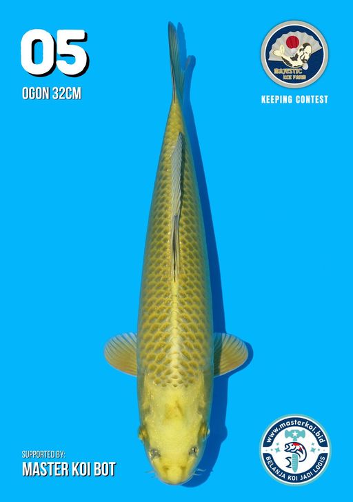 Lelang Koi Online, Jual Beli Ikan Koi, Pusat Jual Beli Koi, Info Lelang Koi Hari Ini, Platform Jual Beli Koi, Jual Beli Ikan Koi Online, Marketplace Ikan Koi, Jual Koi Terbaik, Tempat Beli Koi Berkualitas, Pasar Ikan Koi Online Terpercaya, Penjual Ikan Koi Terpercaya, Beli Koi Hias Online, Ikan Koi untuk Dijual, Koi Kualitas Terbaik, Toko Online Ikan Koi, Koi Hias Untuk Dijual, Jual Beli Ikan Koi Lokal, Koi Indonesia Online, Pusat Jual Beli Koi Terbesar