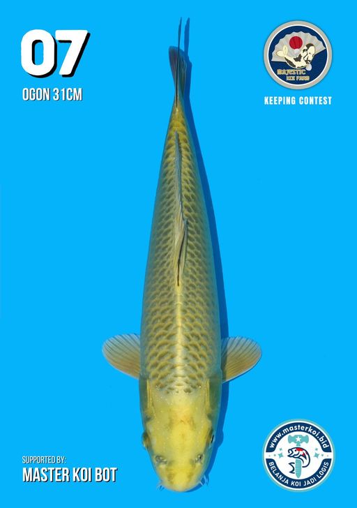 Lelang Koi Online, Jual Beli Ikan Koi, Pusat Jual Beli Koi, Info Lelang Koi Hari Ini, Platform Jual Beli Koi, Jual Beli Ikan Koi Online, Marketplace Ikan Koi, Jual Koi Terbaik, Tempat Beli Koi Berkualitas, Pasar Ikan Koi Online Terpercaya, Penjual Ikan Koi Terpercaya, Beli Koi Hias Online, Ikan Koi untuk Dijual, Koi Kualitas Terbaik, Toko Online Ikan Koi, Koi Hias Untuk Dijual, Jual Beli Ikan Koi Lokal, Koi Indonesia Online, Pusat Jual Beli Koi Terbesar