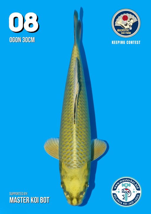 Lelang Koi Online, Jual Beli Ikan Koi, Pusat Jual Beli Koi, Info Lelang Koi Hari Ini, Platform Jual Beli Koi, Jual Beli Ikan Koi Online, Marketplace Ikan Koi, Jual Koi Terbaik, Tempat Beli Koi Berkualitas, Pasar Ikan Koi Online Terpercaya, Penjual Ikan Koi Terpercaya, Beli Koi Hias Online, Ikan Koi untuk Dijual, Koi Kualitas Terbaik, Toko Online Ikan Koi, Koi Hias Untuk Dijual, Jual Beli Ikan Koi Lokal, Koi Indonesia Online, Pusat Jual Beli Koi Terbesar