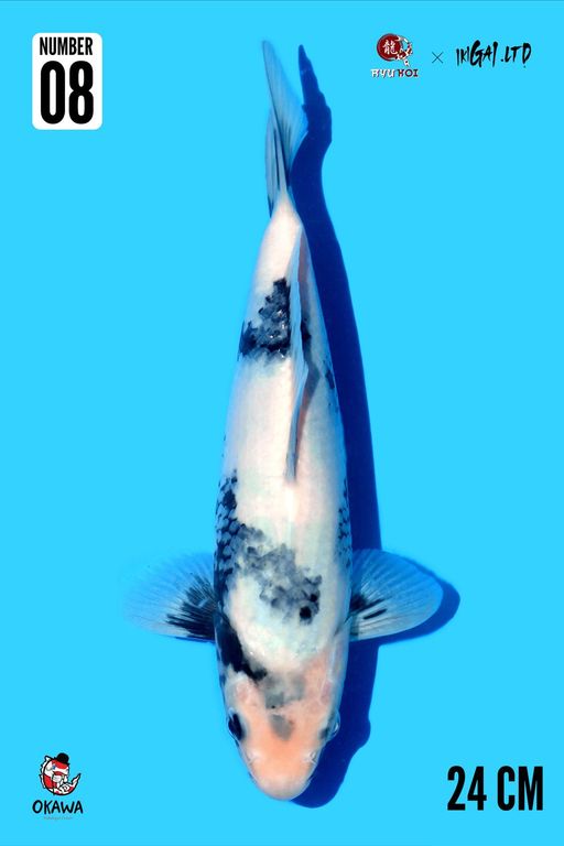 Lelang Koi Online, Jual Beli Ikan Koi, Pusat Jual Beli Koi, Info Lelang Koi Hari Ini, Platform Jual Beli Koi, Jual Beli Ikan Koi Online, Marketplace Ikan Koi, Jual Koi Terbaik, Tempat Beli Koi Berkualitas, Pasar Ikan Koi Online Terpercaya, Penjual Ikan Koi Terpercaya, Beli Koi Hias Online, Ikan Koi untuk Dijual, Koi Kualitas Terbaik, Toko Online Ikan Koi, Koi Hias Untuk Dijual, Jual Beli Ikan Koi Lokal, Koi Indonesia Online, Pusat Jual Beli Koi Terbesar