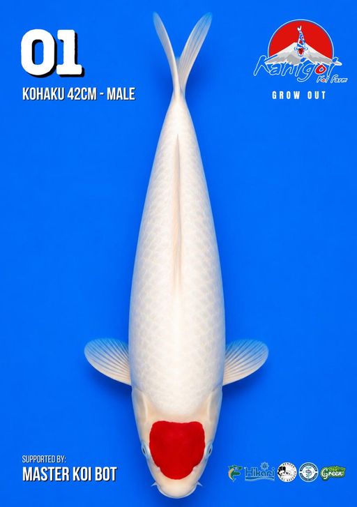 Lelang Koi Online, Jual Beli Ikan Koi, Pusat Jual Beli Koi, Info Lelang Koi Hari Ini, Platform Jual Beli Koi, Jual Beli Ikan Koi Online, Marketplace Ikan Koi, Jual Koi Terbaik, Tempat Beli Koi Berkualitas, Pasar Ikan Koi Online Terpercaya, Penjual Ikan Koi Terpercaya, Beli Koi Hias Online, Ikan Koi untuk Dijual, Koi Kualitas Terbaik, Toko Online Ikan Koi, Koi Hias Untuk Dijual, Jual Beli Ikan Koi Lokal, Koi Indonesia Online, Pusat Jual Beli Koi Terbesar
