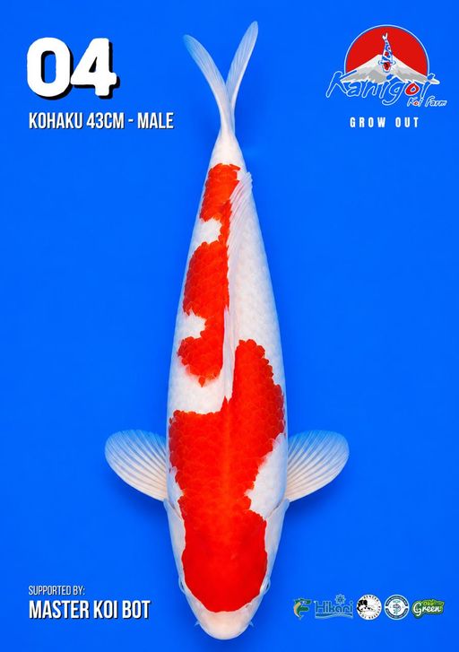 Lelang Koi Online, Jual Beli Ikan Koi, Pusat Jual Beli Koi, Info Lelang Koi Hari Ini, Platform Jual Beli Koi, Jual Beli Ikan Koi Online, Marketplace Ikan Koi, Jual Koi Terbaik, Tempat Beli Koi Berkualitas, Pasar Ikan Koi Online Terpercaya, Penjual Ikan Koi Terpercaya, Beli Koi Hias Online, Ikan Koi untuk Dijual, Koi Kualitas Terbaik, Toko Online Ikan Koi, Koi Hias Untuk Dijual, Jual Beli Ikan Koi Lokal, Koi Indonesia Online, Pusat Jual Beli Koi Terbesar