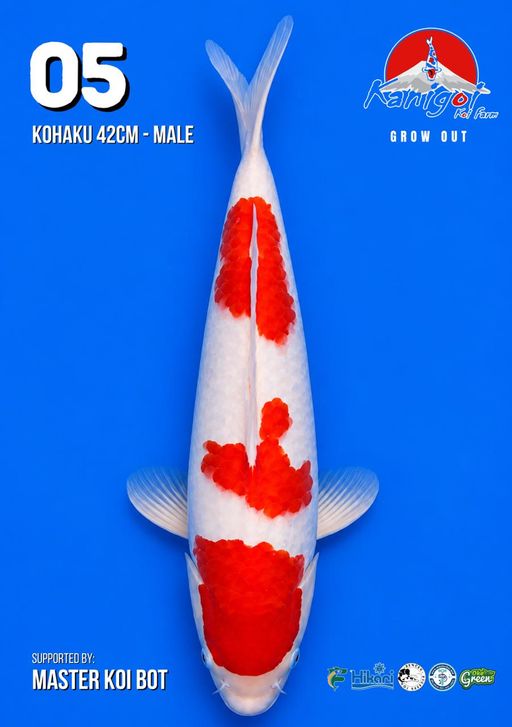 Lelang Koi Online, Jual Beli Ikan Koi, Pusat Jual Beli Koi, Info Lelang Koi Hari Ini, Platform Jual Beli Koi, Jual Beli Ikan Koi Online, Marketplace Ikan Koi, Jual Koi Terbaik, Tempat Beli Koi Berkualitas, Pasar Ikan Koi Online Terpercaya, Penjual Ikan Koi Terpercaya, Beli Koi Hias Online, Ikan Koi untuk Dijual, Koi Kualitas Terbaik, Toko Online Ikan Koi, Koi Hias Untuk Dijual, Jual Beli Ikan Koi Lokal, Koi Indonesia Online, Pusat Jual Beli Koi Terbesar