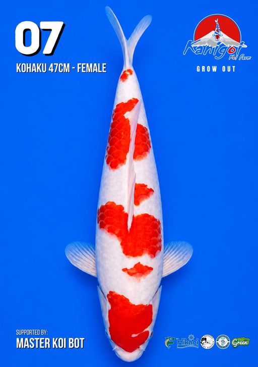 Lelang Koi Online, Jual Beli Ikan Koi, Pusat Jual Beli Koi, Info Lelang Koi Hari Ini, Platform Jual Beli Koi, Jual Beli Ikan Koi Online, Marketplace Ikan Koi, Jual Koi Terbaik, Tempat Beli Koi Berkualitas, Pasar Ikan Koi Online Terpercaya, Penjual Ikan Koi Terpercaya, Beli Koi Hias Online, Ikan Koi untuk Dijual, Koi Kualitas Terbaik, Toko Online Ikan Koi, Koi Hias Untuk Dijual, Jual Beli Ikan Koi Lokal, Koi Indonesia Online, Pusat Jual Beli Koi Terbesar