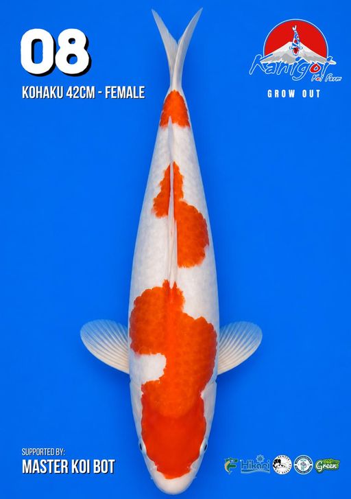 Lelang Koi Online, Jual Beli Ikan Koi, Pusat Jual Beli Koi, Info Lelang Koi Hari Ini, Platform Jual Beli Koi, Jual Beli Ikan Koi Online, Marketplace Ikan Koi, Jual Koi Terbaik, Tempat Beli Koi Berkualitas, Pasar Ikan Koi Online Terpercaya, Penjual Ikan Koi Terpercaya, Beli Koi Hias Online, Ikan Koi untuk Dijual, Koi Kualitas Terbaik, Toko Online Ikan Koi, Koi Hias Untuk Dijual, Jual Beli Ikan Koi Lokal, Koi Indonesia Online, Pusat Jual Beli Koi Terbesar