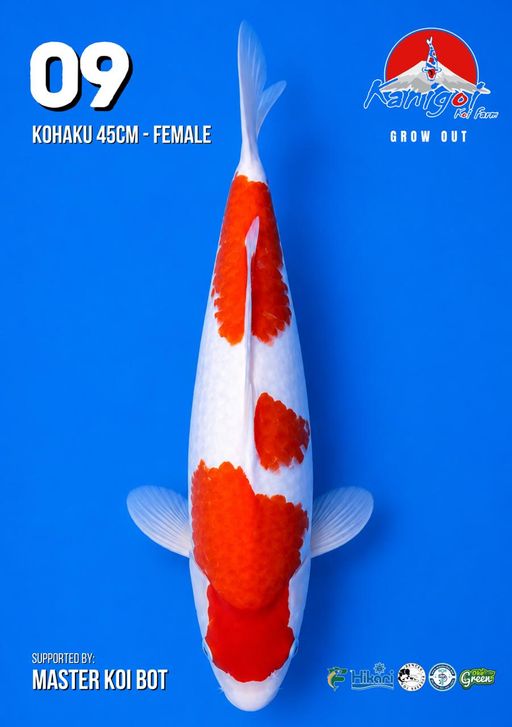Lelang Koi Online, Jual Beli Ikan Koi, Pusat Jual Beli Koi, Info Lelang Koi Hari Ini, Platform Jual Beli Koi, Jual Beli Ikan Koi Online, Marketplace Ikan Koi, Jual Koi Terbaik, Tempat Beli Koi Berkualitas, Pasar Ikan Koi Online Terpercaya, Penjual Ikan Koi Terpercaya, Beli Koi Hias Online, Ikan Koi untuk Dijual, Koi Kualitas Terbaik, Toko Online Ikan Koi, Koi Hias Untuk Dijual, Jual Beli Ikan Koi Lokal, Koi Indonesia Online, Pusat Jual Beli Koi Terbesar