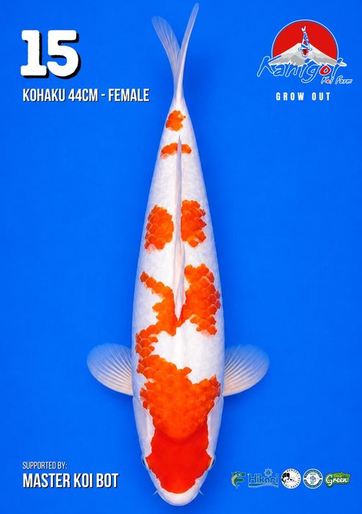 Lelang Koi Online, Jual Beli Ikan Koi, Pusat Jual Beli Koi, Info Lelang Koi Hari Ini, Platform Jual Beli Koi, Jual Beli Ikan Koi Online, Marketplace Ikan Koi, Jual Koi Terbaik, Tempat Beli Koi Berkualitas, Pasar Ikan Koi Online Terpercaya, Penjual Ikan Koi Terpercaya, Beli Koi Hias Online, Ikan Koi untuk Dijual, Koi Kualitas Terbaik, Toko Online Ikan Koi, Koi Hias Untuk Dijual, Jual Beli Ikan Koi Lokal, Koi Indonesia Online, Pusat Jual Beli Koi Terbesar