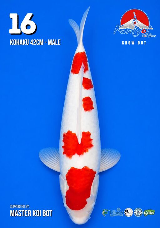 Lelang Koi Online, Jual Beli Ikan Koi, Pusat Jual Beli Koi, Info Lelang Koi Hari Ini, Platform Jual Beli Koi, Jual Beli Ikan Koi Online, Marketplace Ikan Koi, Jual Koi Terbaik, Tempat Beli Koi Berkualitas, Pasar Ikan Koi Online Terpercaya, Penjual Ikan Koi Terpercaya, Beli Koi Hias Online, Ikan Koi untuk Dijual, Koi Kualitas Terbaik, Toko Online Ikan Koi, Koi Hias Untuk Dijual, Jual Beli Ikan Koi Lokal, Koi Indonesia Online, Pusat Jual Beli Koi Terbesar
