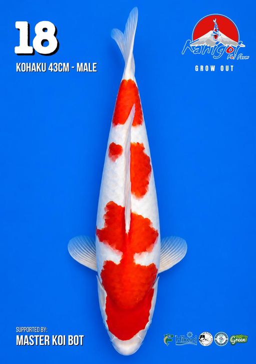 Lelang Koi Online, Jual Beli Ikan Koi, Pusat Jual Beli Koi, Info Lelang Koi Hari Ini, Platform Jual Beli Koi, Jual Beli Ikan Koi Online, Marketplace Ikan Koi, Jual Koi Terbaik, Tempat Beli Koi Berkualitas, Pasar Ikan Koi Online Terpercaya, Penjual Ikan Koi Terpercaya, Beli Koi Hias Online, Ikan Koi untuk Dijual, Koi Kualitas Terbaik, Toko Online Ikan Koi, Koi Hias Untuk Dijual, Jual Beli Ikan Koi Lokal, Koi Indonesia Online, Pusat Jual Beli Koi Terbesar