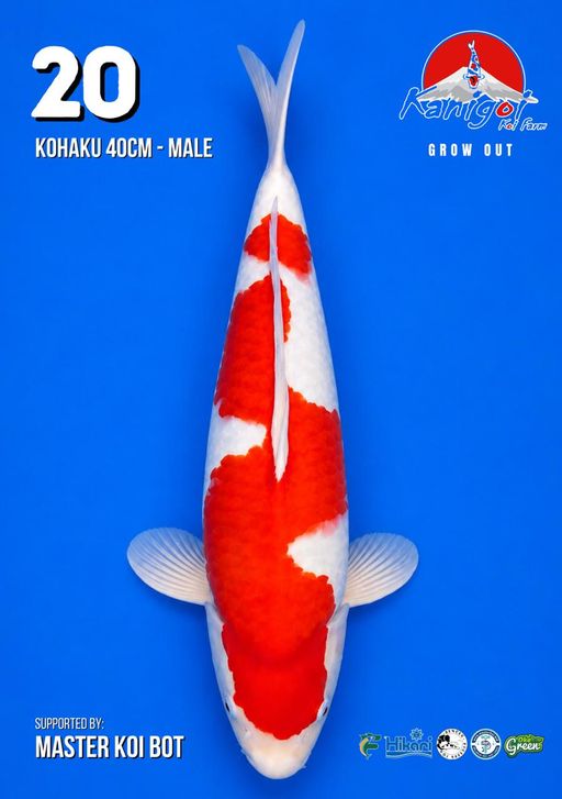 Lelang Koi Online, Jual Beli Ikan Koi, Pusat Jual Beli Koi, Info Lelang Koi Hari Ini, Platform Jual Beli Koi, Jual Beli Ikan Koi Online, Marketplace Ikan Koi, Jual Koi Terbaik, Tempat Beli Koi Berkualitas, Pasar Ikan Koi Online Terpercaya, Penjual Ikan Koi Terpercaya, Beli Koi Hias Online, Ikan Koi untuk Dijual, Koi Kualitas Terbaik, Toko Online Ikan Koi, Koi Hias Untuk Dijual, Jual Beli Ikan Koi Lokal, Koi Indonesia Online, Pusat Jual Beli Koi Terbesar