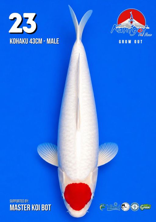 Lelang Koi Online, Jual Beli Ikan Koi, Pusat Jual Beli Koi, Info Lelang Koi Hari Ini, Platform Jual Beli Koi, Jual Beli Ikan Koi Online, Marketplace Ikan Koi, Jual Koi Terbaik, Tempat Beli Koi Berkualitas, Pasar Ikan Koi Online Terpercaya, Penjual Ikan Koi Terpercaya, Beli Koi Hias Online, Ikan Koi untuk Dijual, Koi Kualitas Terbaik, Toko Online Ikan Koi, Koi Hias Untuk Dijual, Jual Beli Ikan Koi Lokal, Koi Indonesia Online, Pusat Jual Beli Koi Terbesar