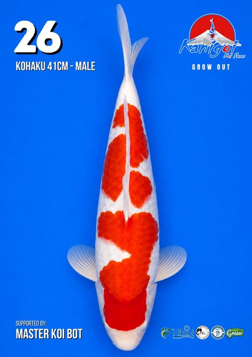 Lelang Koi Online, Jual Beli Ikan Koi, Pusat Jual Beli Koi, Info Lelang Koi Hari Ini, Platform Jual Beli Koi, Jual Beli Ikan Koi Online, Marketplace Ikan Koi, Jual Koi Terbaik, Tempat Beli Koi Berkualitas, Pasar Ikan Koi Online Terpercaya, Penjual Ikan Koi Terpercaya, Beli Koi Hias Online, Ikan Koi untuk Dijual, Koi Kualitas Terbaik, Toko Online Ikan Koi, Koi Hias Untuk Dijual, Jual Beli Ikan Koi Lokal, Koi Indonesia Online, Pusat Jual Beli Koi Terbesar