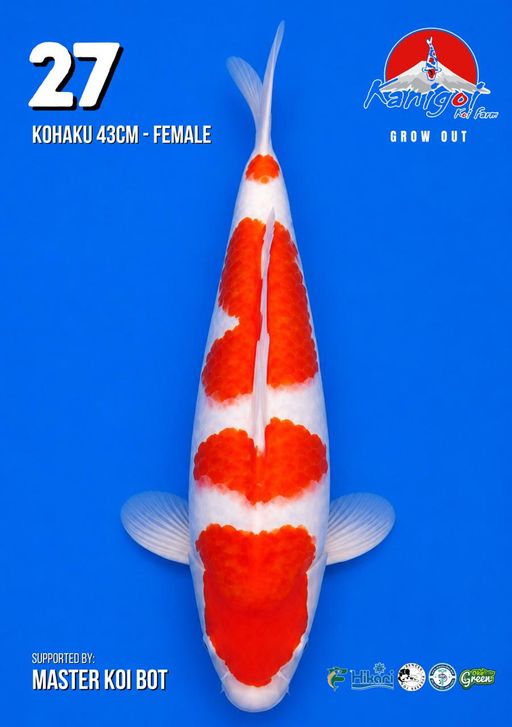 Lelang Koi Online, Jual Beli Ikan Koi, Pusat Jual Beli Koi, Info Lelang Koi Hari Ini, Platform Jual Beli Koi, Jual Beli Ikan Koi Online, Marketplace Ikan Koi, Jual Koi Terbaik, Tempat Beli Koi Berkualitas, Pasar Ikan Koi Online Terpercaya, Penjual Ikan Koi Terpercaya, Beli Koi Hias Online, Ikan Koi untuk Dijual, Koi Kualitas Terbaik, Toko Online Ikan Koi, Koi Hias Untuk Dijual, Jual Beli Ikan Koi Lokal, Koi Indonesia Online, Pusat Jual Beli Koi Terbesar