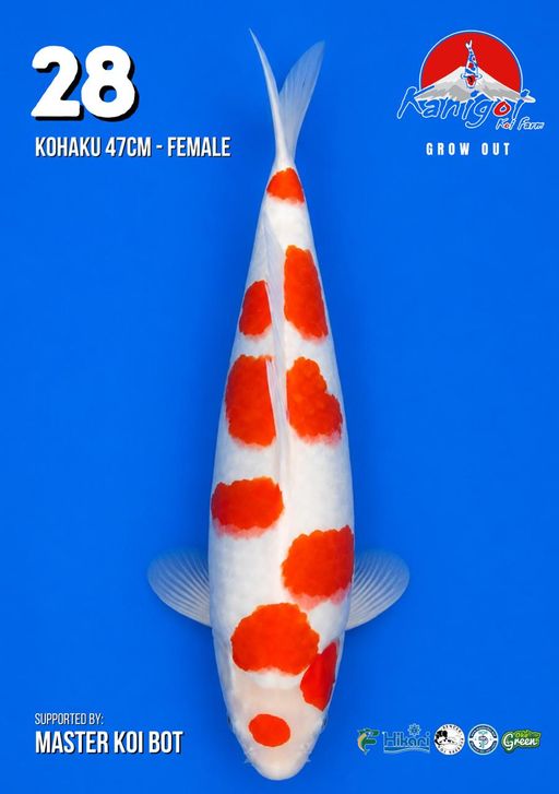Lelang Koi Online, Jual Beli Ikan Koi, Pusat Jual Beli Koi, Info Lelang Koi Hari Ini, Platform Jual Beli Koi, Jual Beli Ikan Koi Online, Marketplace Ikan Koi, Jual Koi Terbaik, Tempat Beli Koi Berkualitas, Pasar Ikan Koi Online Terpercaya, Penjual Ikan Koi Terpercaya, Beli Koi Hias Online, Ikan Koi untuk Dijual, Koi Kualitas Terbaik, Toko Online Ikan Koi, Koi Hias Untuk Dijual, Jual Beli Ikan Koi Lokal, Koi Indonesia Online, Pusat Jual Beli Koi Terbesar