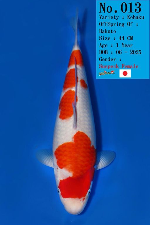 Lelang Koi Online, Jual Beli Ikan Koi, Pusat Jual Beli Koi, Info Lelang Koi Hari Ini, Platform Jual Beli Koi, Jual Beli Ikan Koi Online, Marketplace Ikan Koi, Jual Koi Terbaik, Tempat Beli Koi Berkualitas, Pasar Ikan Koi Online Terpercaya, Penjual Ikan Koi Terpercaya, Beli Koi Hias Online, Ikan Koi untuk Dijual, Koi Kualitas Terbaik, Toko Online Ikan Koi, Koi Hias Untuk Dijual, Jual Beli Ikan Koi Lokal, Koi Indonesia Online, Pusat Jual Beli Koi Terbesar