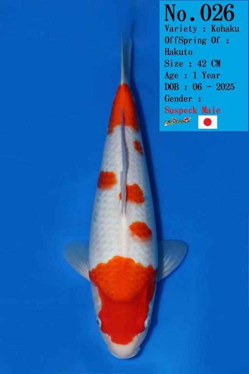 Lelang Koi Online, Jual Beli Ikan Koi, Pusat Jual Beli Koi, Info Lelang Koi Hari Ini, Platform Jual Beli Koi, Jual Beli Ikan Koi Online, Marketplace Ikan Koi, Jual Koi Terbaik, Tempat Beli Koi Berkualitas, Pasar Ikan Koi Online Terpercaya, Penjual Ikan Koi Terpercaya, Beli Koi Hias Online, Ikan Koi untuk Dijual, Koi Kualitas Terbaik, Toko Online Ikan Koi, Koi Hias Untuk Dijual, Jual Beli Ikan Koi Lokal, Koi Indonesia Online, Pusat Jual Beli Koi Terbesar
