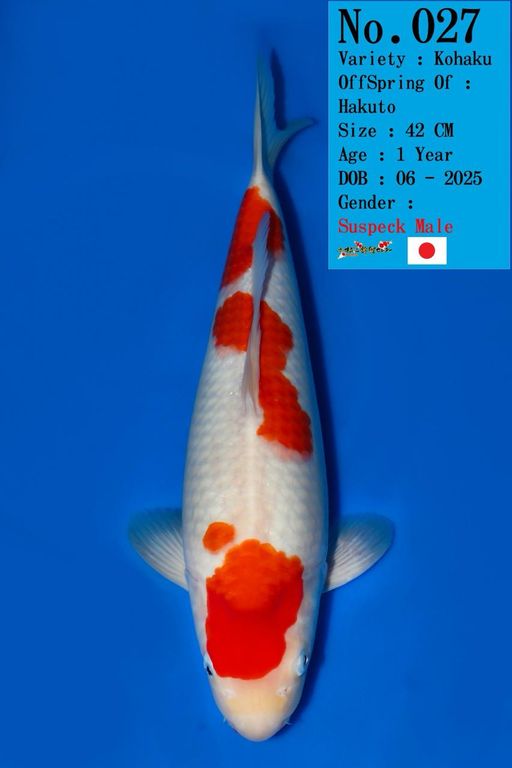 Lelang Koi Online, Jual Beli Ikan Koi, Pusat Jual Beli Koi, Info Lelang Koi Hari Ini, Platform Jual Beli Koi, Jual Beli Ikan Koi Online, Marketplace Ikan Koi, Jual Koi Terbaik, Tempat Beli Koi Berkualitas, Pasar Ikan Koi Online Terpercaya, Penjual Ikan Koi Terpercaya, Beli Koi Hias Online, Ikan Koi untuk Dijual, Koi Kualitas Terbaik, Toko Online Ikan Koi, Koi Hias Untuk Dijual, Jual Beli Ikan Koi Lokal, Koi Indonesia Online, Pusat Jual Beli Koi Terbesar