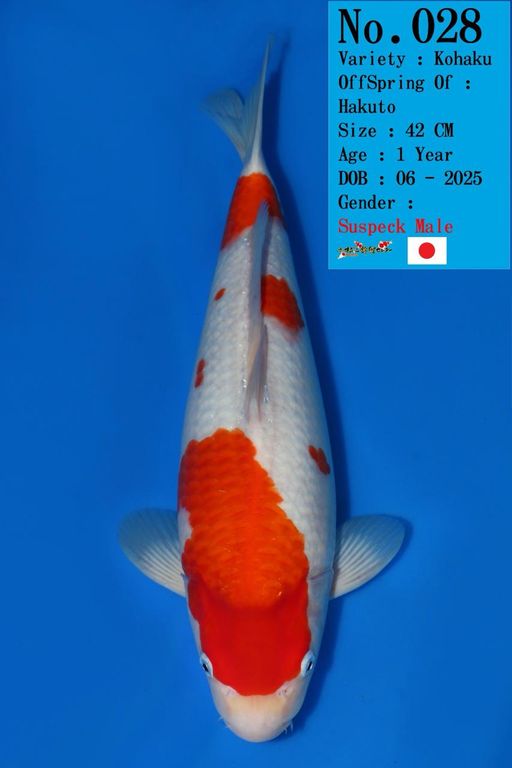 Lelang Koi Online, Jual Beli Ikan Koi, Pusat Jual Beli Koi, Info Lelang Koi Hari Ini, Platform Jual Beli Koi, Jual Beli Ikan Koi Online, Marketplace Ikan Koi, Jual Koi Terbaik, Tempat Beli Koi Berkualitas, Pasar Ikan Koi Online Terpercaya, Penjual Ikan Koi Terpercaya, Beli Koi Hias Online, Ikan Koi untuk Dijual, Koi Kualitas Terbaik, Toko Online Ikan Koi, Koi Hias Untuk Dijual, Jual Beli Ikan Koi Lokal, Koi Indonesia Online, Pusat Jual Beli Koi Terbesar