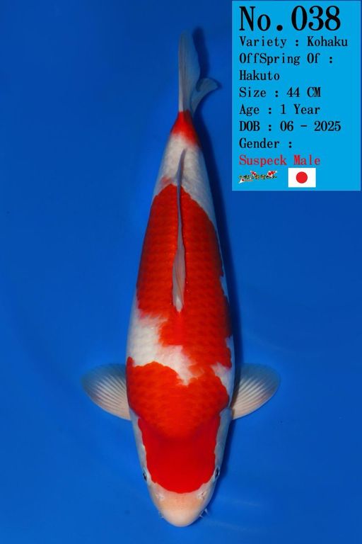 Lelang Koi Online, Jual Beli Ikan Koi, Pusat Jual Beli Koi, Info Lelang Koi Hari Ini, Platform Jual Beli Koi, Jual Beli Ikan Koi Online, Marketplace Ikan Koi, Jual Koi Terbaik, Tempat Beli Koi Berkualitas, Pasar Ikan Koi Online Terpercaya, Penjual Ikan Koi Terpercaya, Beli Koi Hias Online, Ikan Koi untuk Dijual, Koi Kualitas Terbaik, Toko Online Ikan Koi, Koi Hias Untuk Dijual, Jual Beli Ikan Koi Lokal, Koi Indonesia Online, Pusat Jual Beli Koi Terbesar
