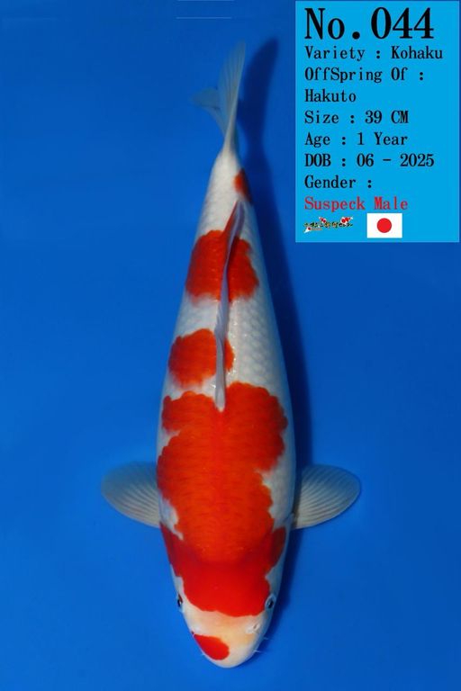 Lelang Koi Online, Jual Beli Ikan Koi, Pusat Jual Beli Koi, Info Lelang Koi Hari Ini, Platform Jual Beli Koi, Jual Beli Ikan Koi Online, Marketplace Ikan Koi, Jual Koi Terbaik, Tempat Beli Koi Berkualitas, Pasar Ikan Koi Online Terpercaya, Penjual Ikan Koi Terpercaya, Beli Koi Hias Online, Ikan Koi untuk Dijual, Koi Kualitas Terbaik, Toko Online Ikan Koi, Koi Hias Untuk Dijual, Jual Beli Ikan Koi Lokal, Koi Indonesia Online, Pusat Jual Beli Koi Terbesar