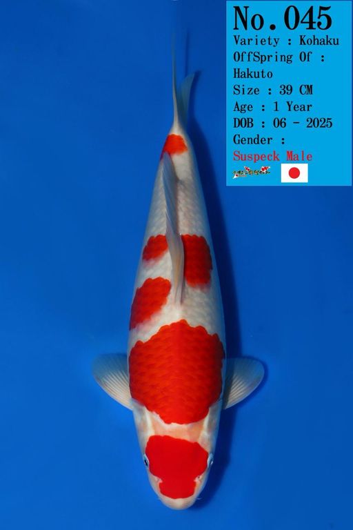 Lelang Koi Online, Jual Beli Ikan Koi, Pusat Jual Beli Koi, Info Lelang Koi Hari Ini, Platform Jual Beli Koi, Jual Beli Ikan Koi Online, Marketplace Ikan Koi, Jual Koi Terbaik, Tempat Beli Koi Berkualitas, Pasar Ikan Koi Online Terpercaya, Penjual Ikan Koi Terpercaya, Beli Koi Hias Online, Ikan Koi untuk Dijual, Koi Kualitas Terbaik, Toko Online Ikan Koi, Koi Hias Untuk Dijual, Jual Beli Ikan Koi Lokal, Koi Indonesia Online, Pusat Jual Beli Koi Terbesar