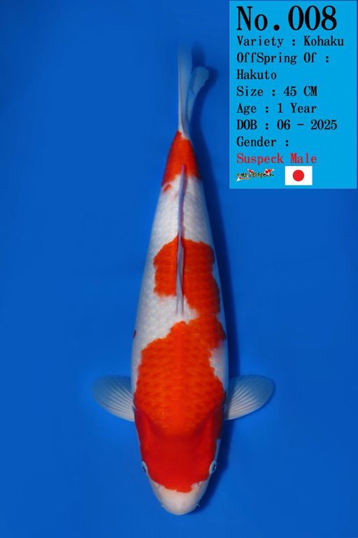 Lelang Koi Online, Jual Beli Ikan Koi, Pusat Jual Beli Koi, Info Lelang Koi Hari Ini, Platform Jual Beli Koi, Jual Beli Ikan Koi Online, Marketplace Ikan Koi, Jual Koi Terbaik, Tempat Beli Koi Berkualitas, Pasar Ikan Koi Online Terpercaya, Penjual Ikan Koi Terpercaya, Beli Koi Hias Online, Ikan Koi untuk Dijual, Koi Kualitas Terbaik, Toko Online Ikan Koi, Koi Hias Untuk Dijual, Jual Beli Ikan Koi Lokal, Koi Indonesia Online, Pusat Jual Beli Koi Terbesar