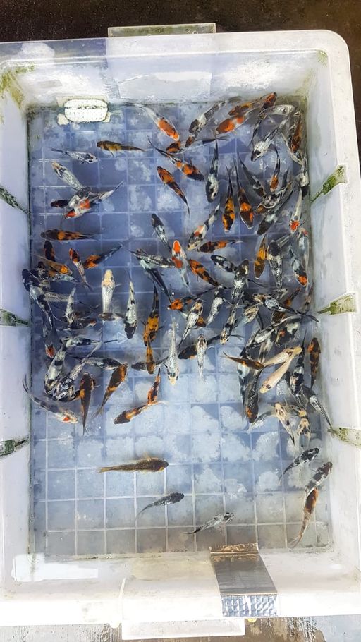 Lelang Koi Online, Jual Beli Ikan Koi, Pusat Jual Beli Koi, Info Lelang Koi Hari Ini, Platform Jual Beli Koi, Jual Beli Ikan Koi Online, Marketplace Ikan Koi, Jual Koi Terbaik, Tempat Beli Koi Berkualitas, Pasar Ikan Koi Online Terpercaya, Penjual Ikan Koi Terpercaya, Beli Koi Hias Online, Ikan Koi untuk Dijual, Koi Kualitas Terbaik, Toko Online Ikan Koi, Koi Hias Untuk Dijual, Jual Beli Ikan Koi Lokal, Koi Indonesia Online, Pusat Jual Beli Koi Terbesar
