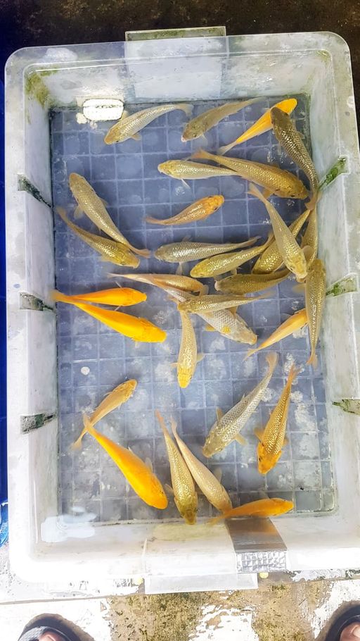Lelang Koi Online, Jual Beli Ikan Koi, Pusat Jual Beli Koi, Info Lelang Koi Hari Ini, Platform Jual Beli Koi, Jual Beli Ikan Koi Online, Marketplace Ikan Koi, Jual Koi Terbaik, Tempat Beli Koi Berkualitas, Pasar Ikan Koi Online Terpercaya, Penjual Ikan Koi Terpercaya, Beli Koi Hias Online, Ikan Koi untuk Dijual, Koi Kualitas Terbaik, Toko Online Ikan Koi, Koi Hias Untuk Dijual, Jual Beli Ikan Koi Lokal, Koi Indonesia Online, Pusat Jual Beli Koi Terbesar