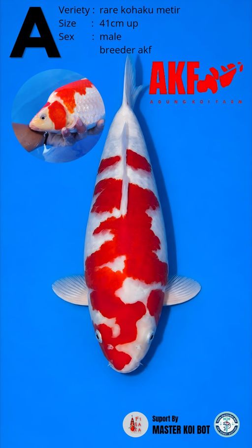 Lelang Koi Online, Jual Beli Ikan Koi, Pusat Jual Beli Koi, Info Lelang Koi Hari Ini, Platform Jual Beli Koi, Jual Beli Ikan Koi Online, Marketplace Ikan Koi, Jual Koi Terbaik, Tempat Beli Koi Berkualitas, Pasar Ikan Koi Online Terpercaya, Penjual Ikan Koi Terpercaya, Beli Koi Hias Online, Ikan Koi untuk Dijual, Koi Kualitas Terbaik, Toko Online Ikan Koi, Koi Hias Untuk Dijual, Jual Beli Ikan Koi Lokal, Koi Indonesia Online, Pusat Jual Beli Koi Terbesar