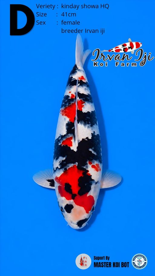 Lelang Koi Online, Jual Beli Ikan Koi, Pusat Jual Beli Koi, Info Lelang Koi Hari Ini, Platform Jual Beli Koi, Jual Beli Ikan Koi Online, Marketplace Ikan Koi, Jual Koi Terbaik, Tempat Beli Koi Berkualitas, Pasar Ikan Koi Online Terpercaya, Penjual Ikan Koi Terpercaya, Beli Koi Hias Online, Ikan Koi untuk Dijual, Koi Kualitas Terbaik, Toko Online Ikan Koi, Koi Hias Untuk Dijual, Jual Beli Ikan Koi Lokal, Koi Indonesia Online, Pusat Jual Beli Koi Terbesar