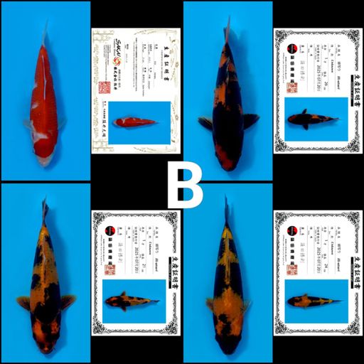 Lelang Koi Online, Jual Beli Ikan Koi, Pusat Jual Beli Koi, Info Lelang Koi Hari Ini, Platform Jual Beli Koi, Jual Beli Ikan Koi Online, Marketplace Ikan Koi, Jual Koi Terbaik, Tempat Beli Koi Berkualitas, Pasar Ikan Koi Online Terpercaya, Penjual Ikan Koi Terpercaya, Beli Koi Hias Online, Ikan Koi untuk Dijual, Koi Kualitas Terbaik, Toko Online Ikan Koi, Koi Hias Untuk Dijual, Jual Beli Ikan Koi Lokal, Koi Indonesia Online, Pusat Jual Beli Koi Terbesar