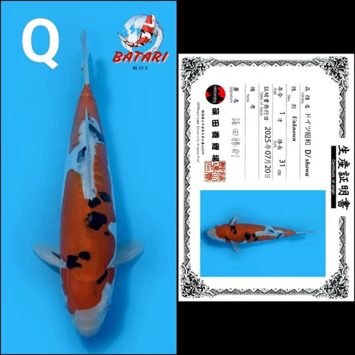 Lelang Koi Online, Jual Beli Ikan Koi, Pusat Jual Beli Koi, Info Lelang Koi Hari Ini, Platform Jual Beli Koi, Jual Beli Ikan Koi Online, Marketplace Ikan Koi, Jual Koi Terbaik, Tempat Beli Koi Berkualitas, Pasar Ikan Koi Online Terpercaya, Penjual Ikan Koi Terpercaya, Beli Koi Hias Online, Ikan Koi untuk Dijual, Koi Kualitas Terbaik, Toko Online Ikan Koi, Koi Hias Untuk Dijual, Jual Beli Ikan Koi Lokal, Koi Indonesia Online, Pusat Jual Beli Koi Terbesar