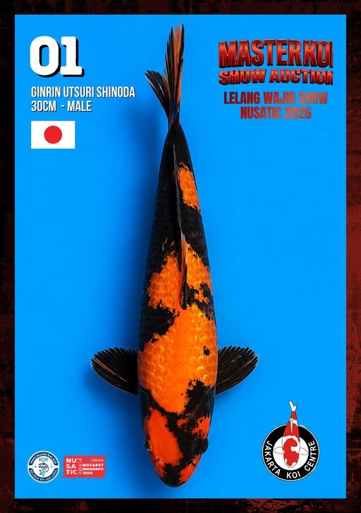 Lelang Koi Online, Jual Beli Ikan Koi, Pusat Jual Beli Koi, Info Lelang Koi Hari Ini, Platform Jual Beli Koi, Jual Beli Ikan Koi Online, Marketplace Ikan Koi, Jual Koi Terbaik, Tempat Beli Koi Berkualitas, Pasar Ikan Koi Online Terpercaya, Penjual Ikan Koi Terpercaya, Beli Koi Hias Online, Ikan Koi untuk Dijual, Koi Kualitas Terbaik, Toko Online Ikan Koi, Koi Hias Untuk Dijual, Jual Beli Ikan Koi Lokal, Koi Indonesia Online, Pusat Jual Beli Koi Terbesar
