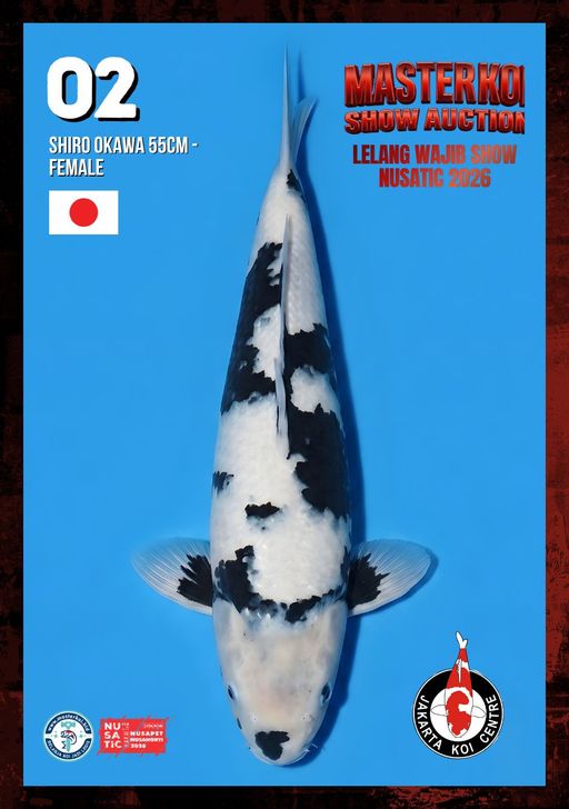 Lelang Koi Online, Jual Beli Ikan Koi, Pusat Jual Beli Koi, Info Lelang Koi Hari Ini, Platform Jual Beli Koi, Jual Beli Ikan Koi Online, Marketplace Ikan Koi, Jual Koi Terbaik, Tempat Beli Koi Berkualitas, Pasar Ikan Koi Online Terpercaya, Penjual Ikan Koi Terpercaya, Beli Koi Hias Online, Ikan Koi untuk Dijual, Koi Kualitas Terbaik, Toko Online Ikan Koi, Koi Hias Untuk Dijual, Jual Beli Ikan Koi Lokal, Koi Indonesia Online, Pusat Jual Beli Koi Terbesar