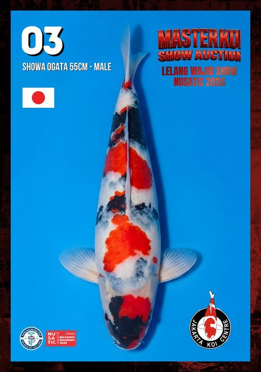 Lelang Koi Online, Jual Beli Ikan Koi, Pusat Jual Beli Koi, Info Lelang Koi Hari Ini, Platform Jual Beli Koi, Jual Beli Ikan Koi Online, Marketplace Ikan Koi, Jual Koi Terbaik, Tempat Beli Koi Berkualitas, Pasar Ikan Koi Online Terpercaya, Penjual Ikan Koi Terpercaya, Beli Koi Hias Online, Ikan Koi untuk Dijual, Koi Kualitas Terbaik, Toko Online Ikan Koi, Koi Hias Untuk Dijual, Jual Beli Ikan Koi Lokal, Koi Indonesia Online, Pusat Jual Beli Koi Terbesar